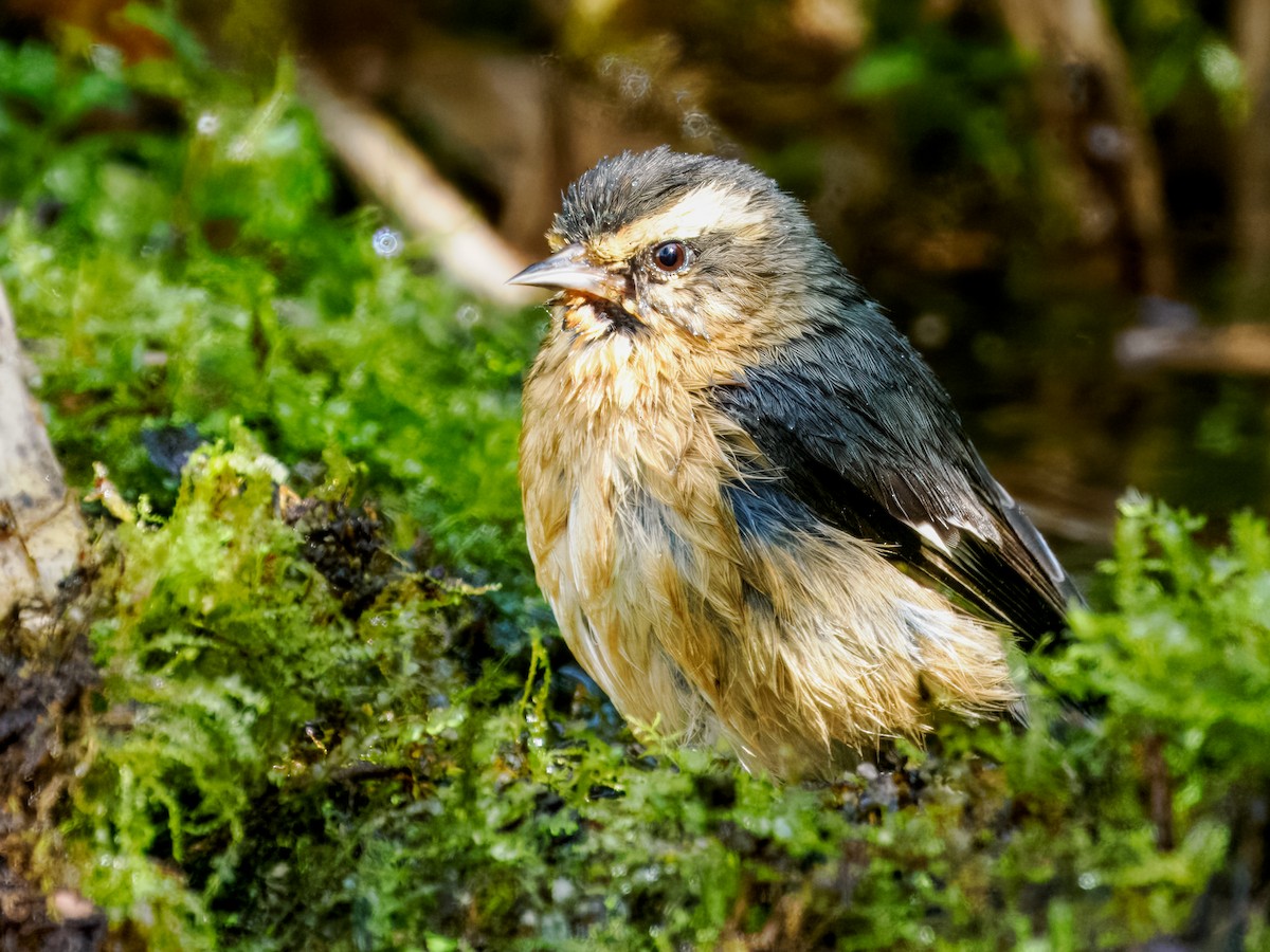 Cinereous Conebill (Ochraceous) - ML637838596