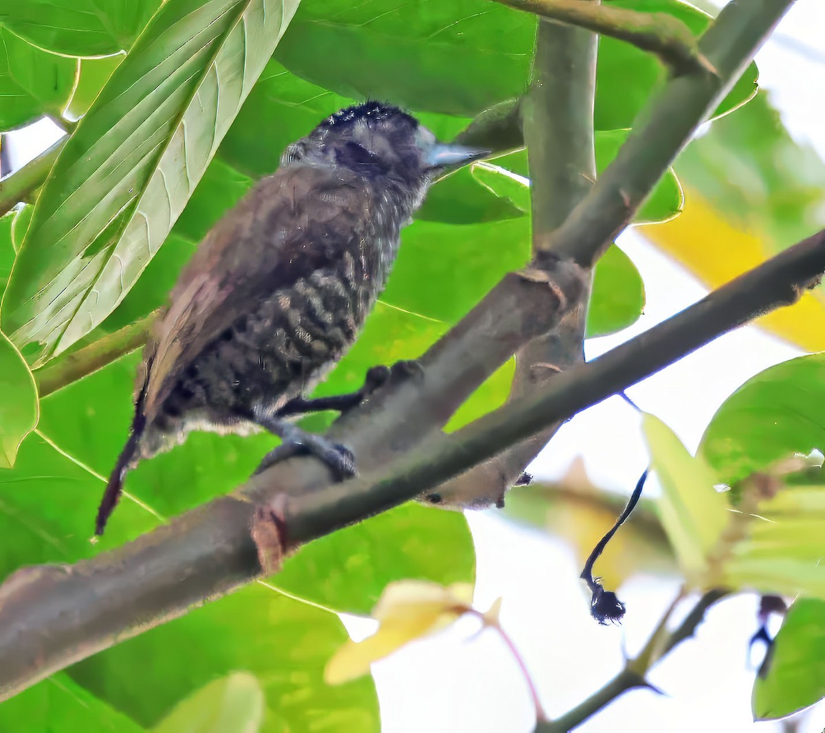 Varzea Piculet - ML637838597