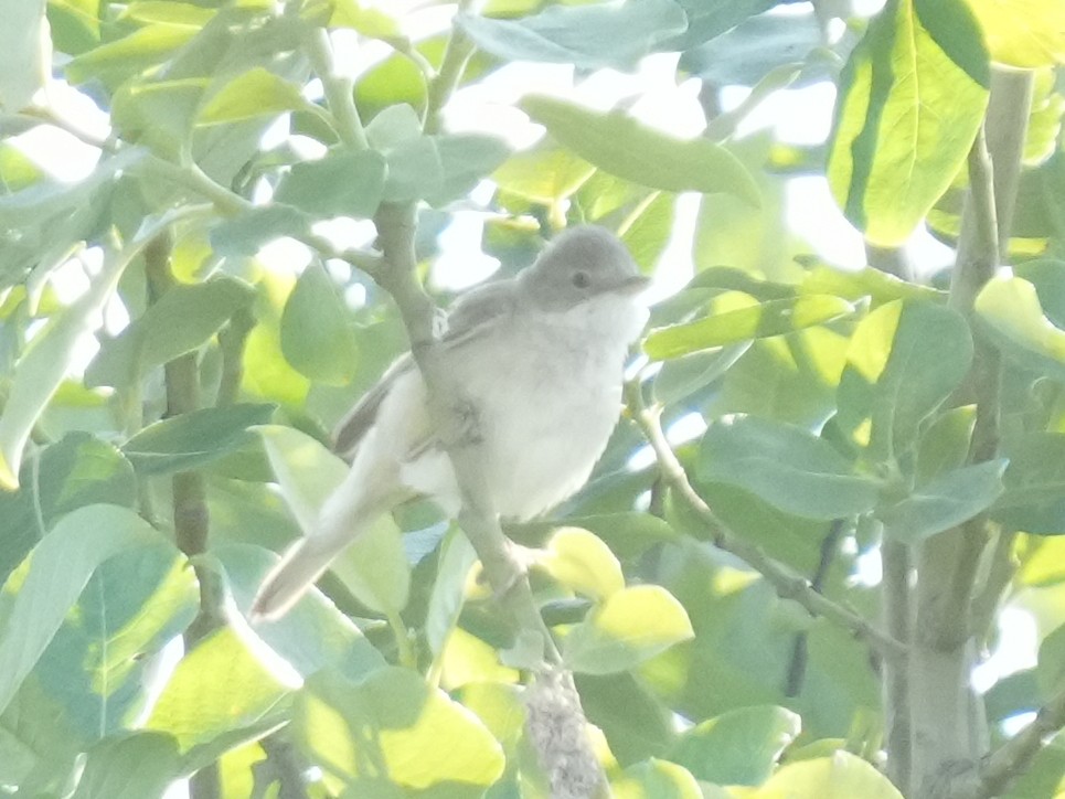 Greater Whitethroat - ML637838603
