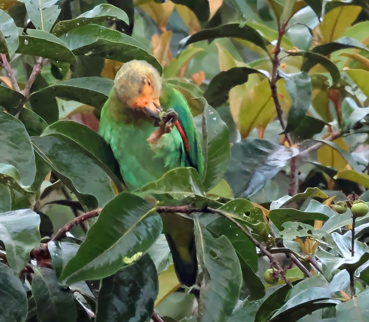 Vulturine Parrot - ML637838654