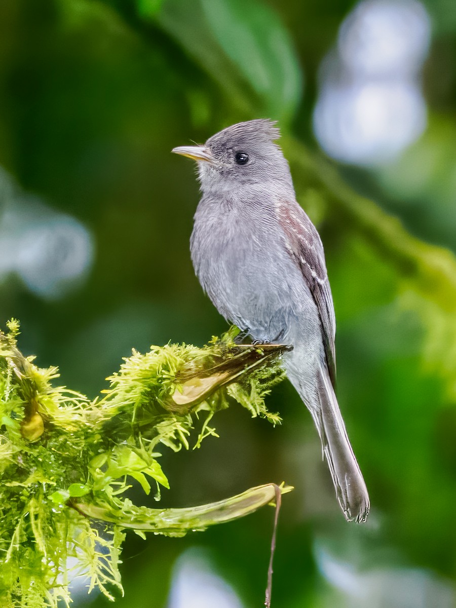 Smoke-colored Pewee - ML637838657
