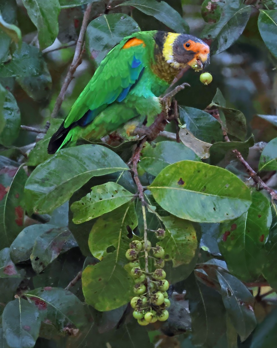 Vulturine Parrot - ML637838659