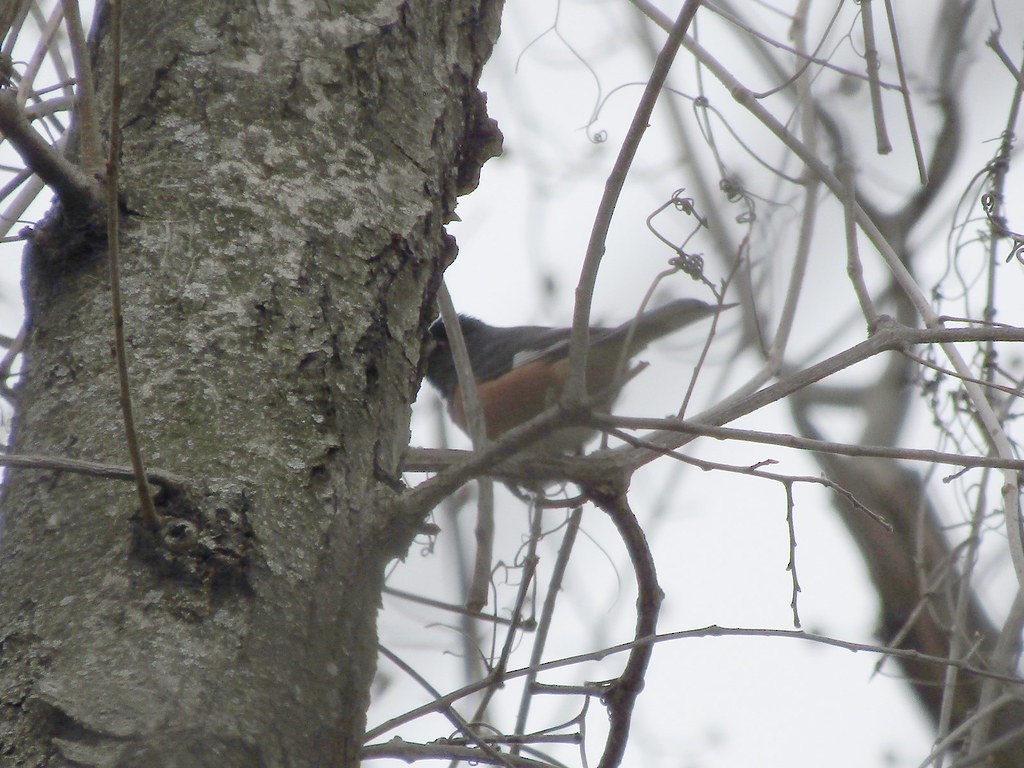 Eastern Towhee - ML637838661