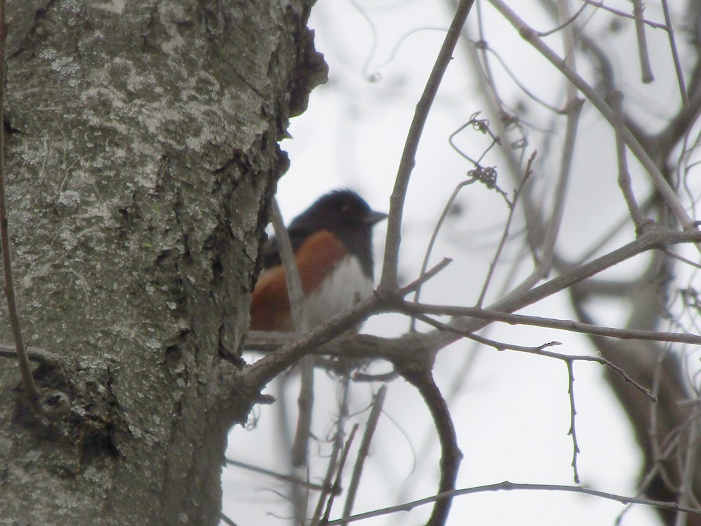 Eastern Towhee - ML637838662