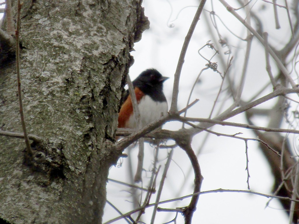 Eastern Towhee - ML637838663