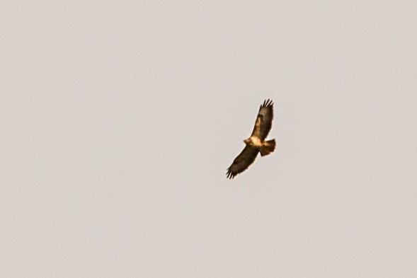 hawk sp. - ML637838698