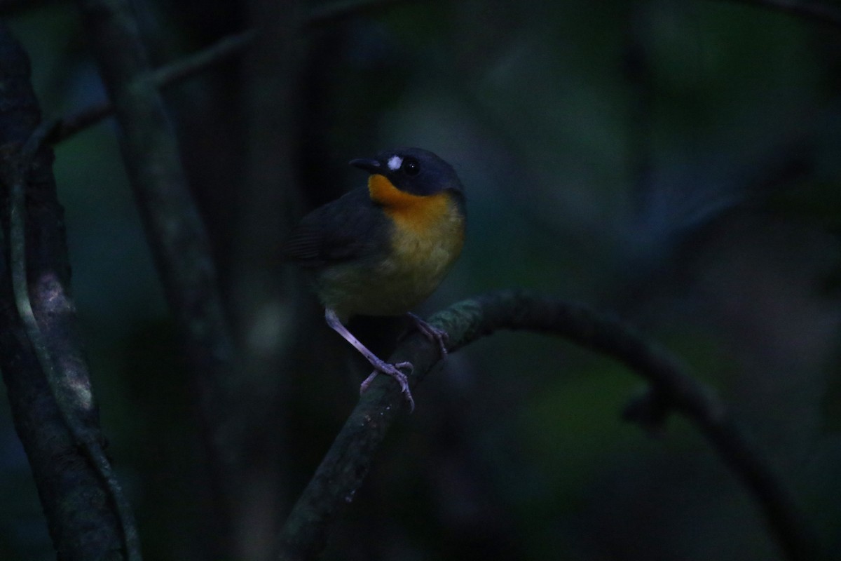 Yellow-breasted Forest Robin - ML637838727