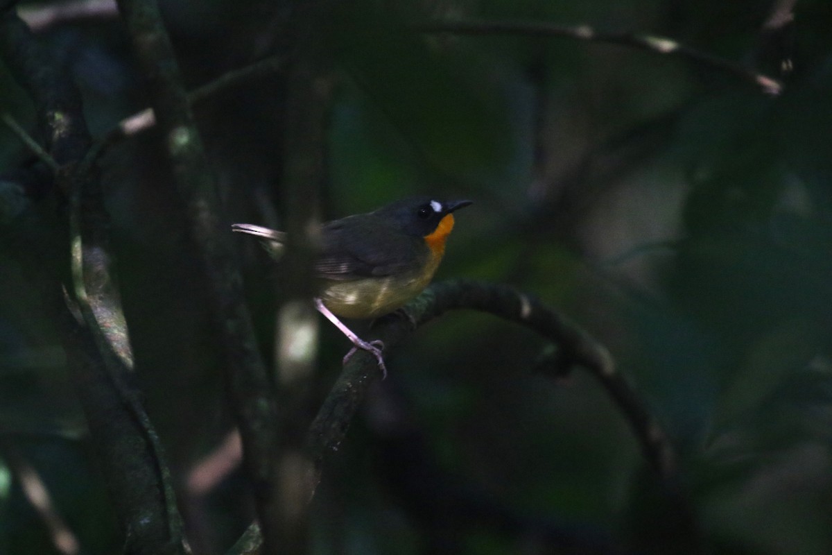 Yellow-breasted Forest Robin - ML637838728