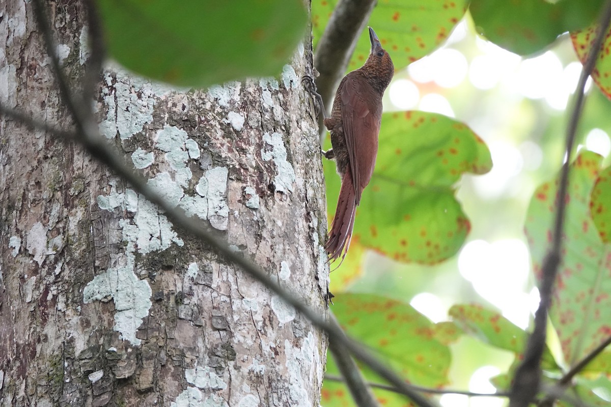 Northern Barred-Woodcreeper - ML637838766