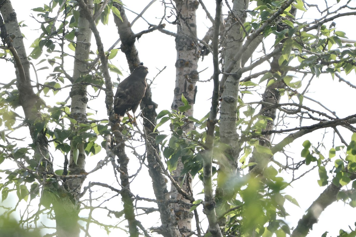 bredvingevåk - ML637838802
