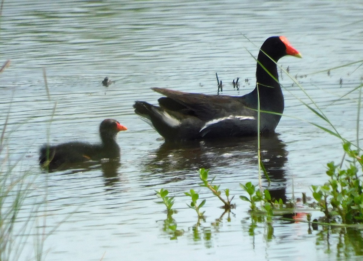 Common Gallinule - ML637838855