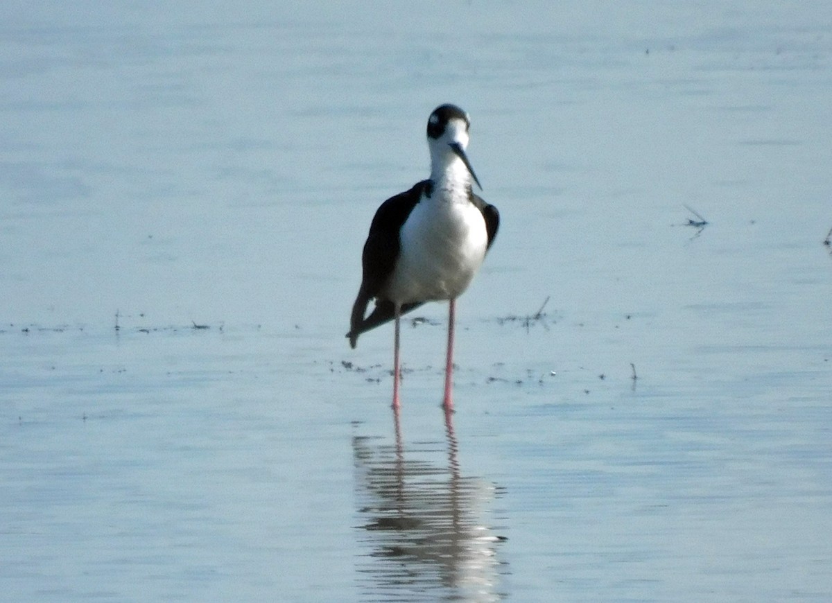 Black-necked Stilt - ML637838863