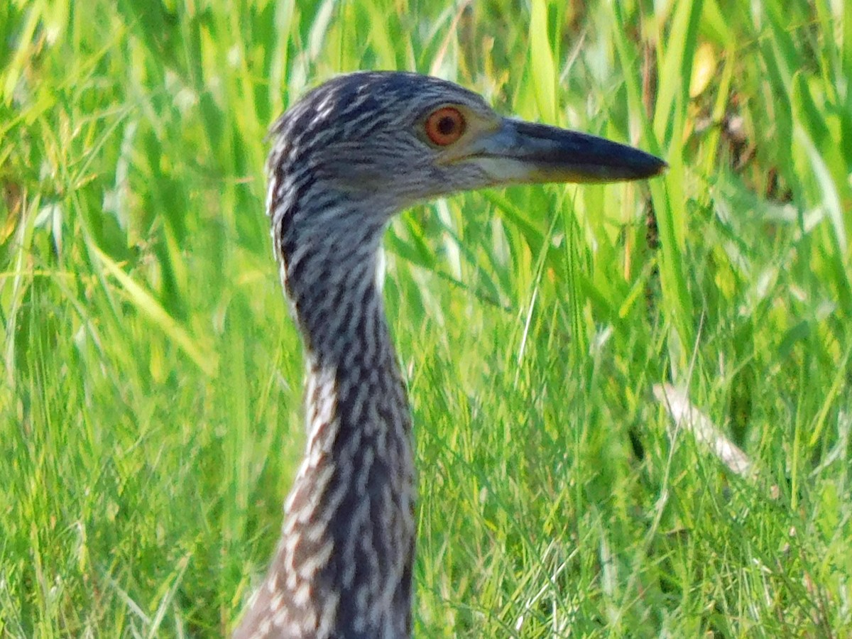 Yellow-crowned Night Heron - ML637838868