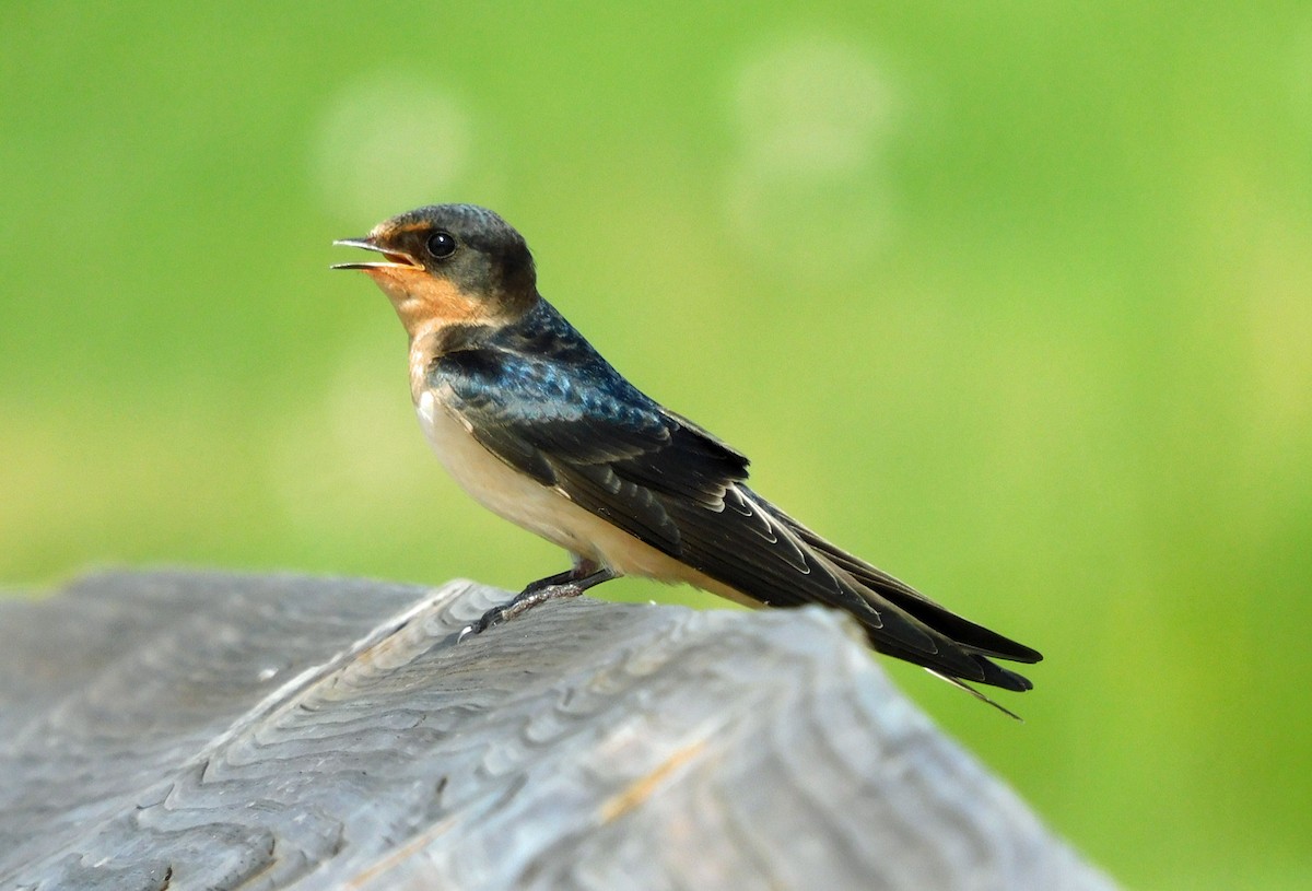 Barn Swallow - ML637838908