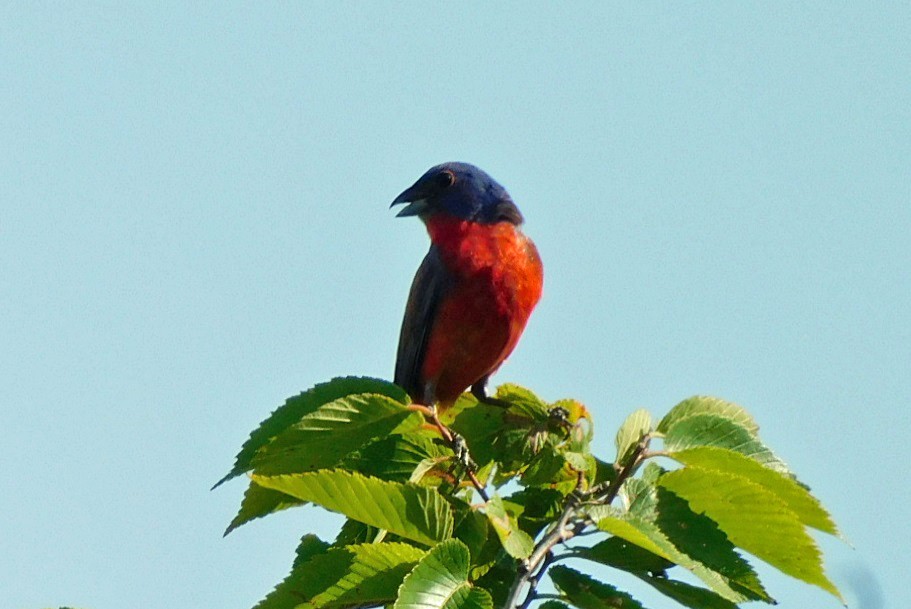 Painted Bunting - ML637838917