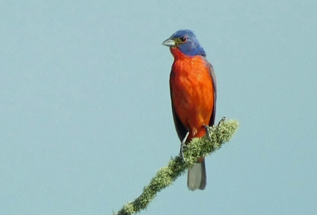Painted Bunting - ML637838918