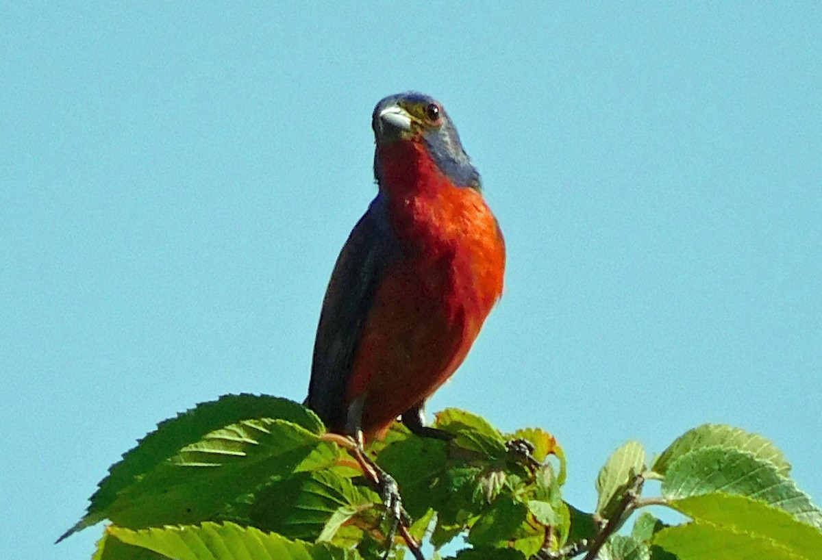 Painted Bunting - ML637838919