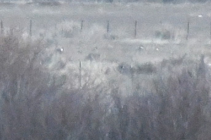 Gunnison Sage-Grouse - ML637838942