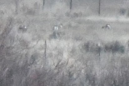 Gunnison Sage-Grouse - ML637838944
