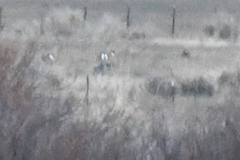 Gunnison Sage-Grouse - ML637838945