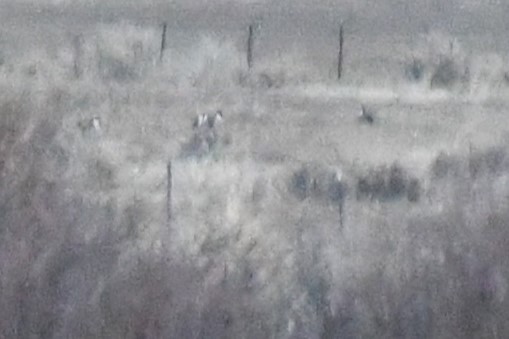 Gunnison Sage-Grouse - ML637838946