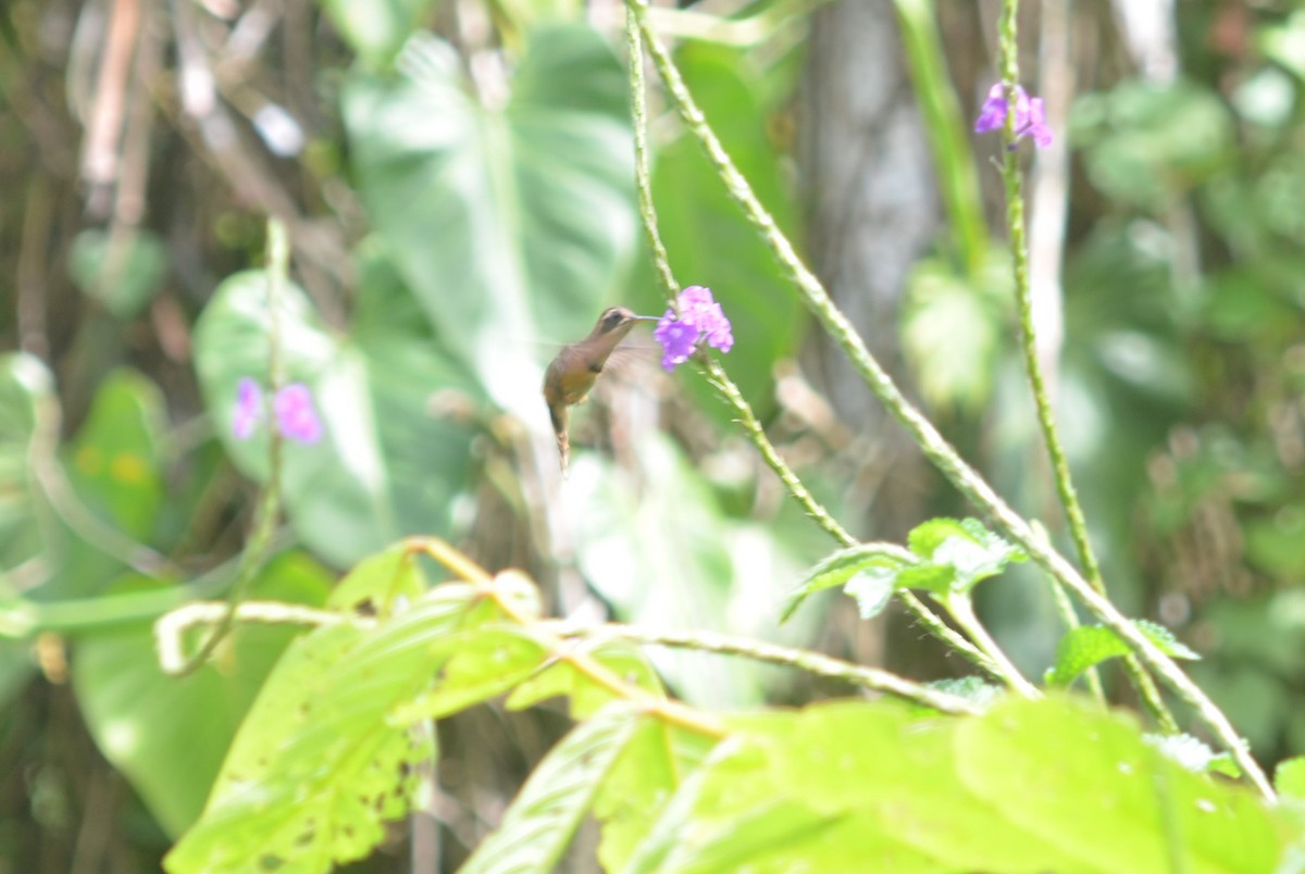 White-browed Hermit - ML637838977