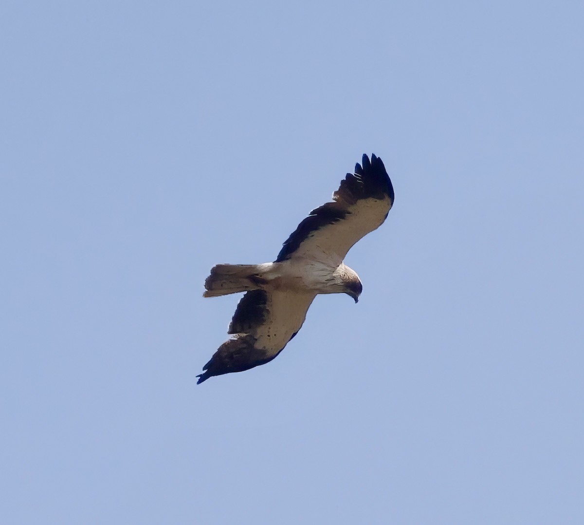 Arrano txikia - ML637838984