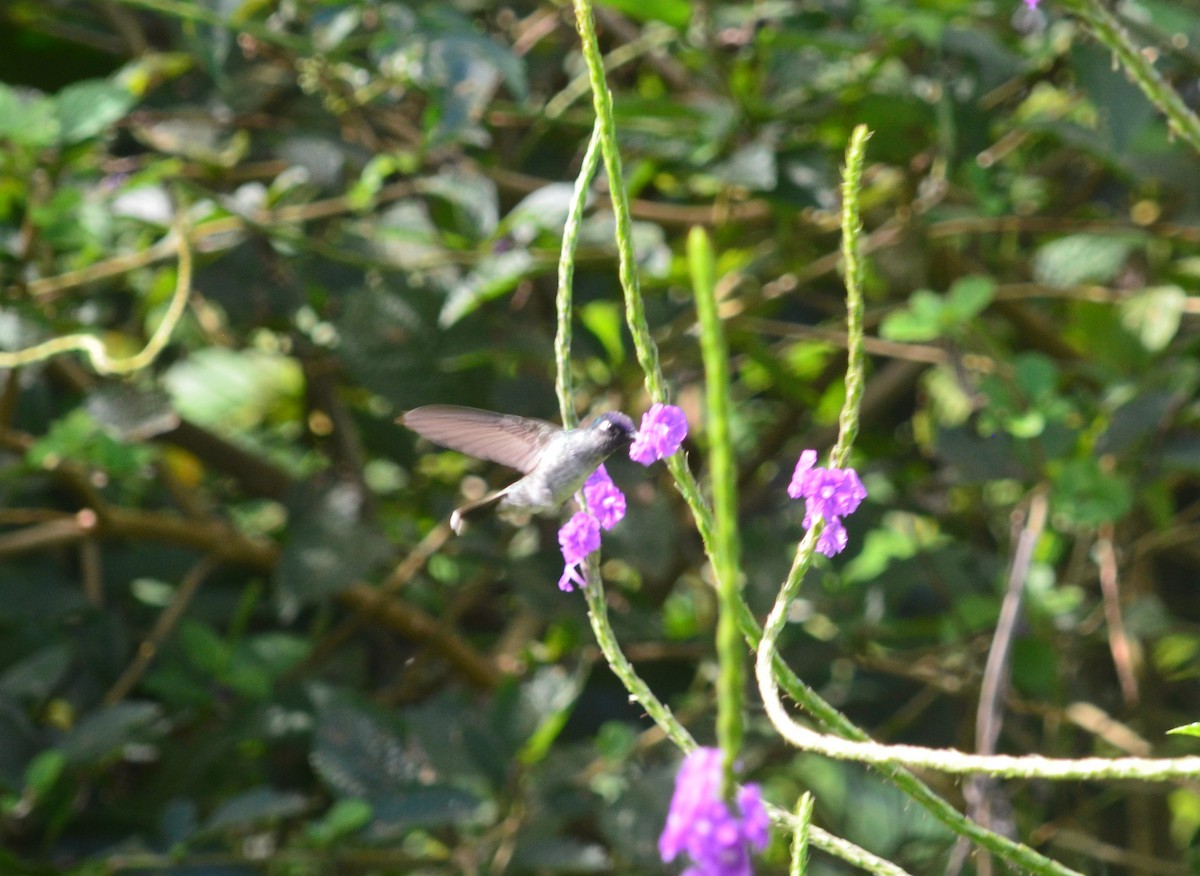 Violet-headed Hummingbird - ML637838994
