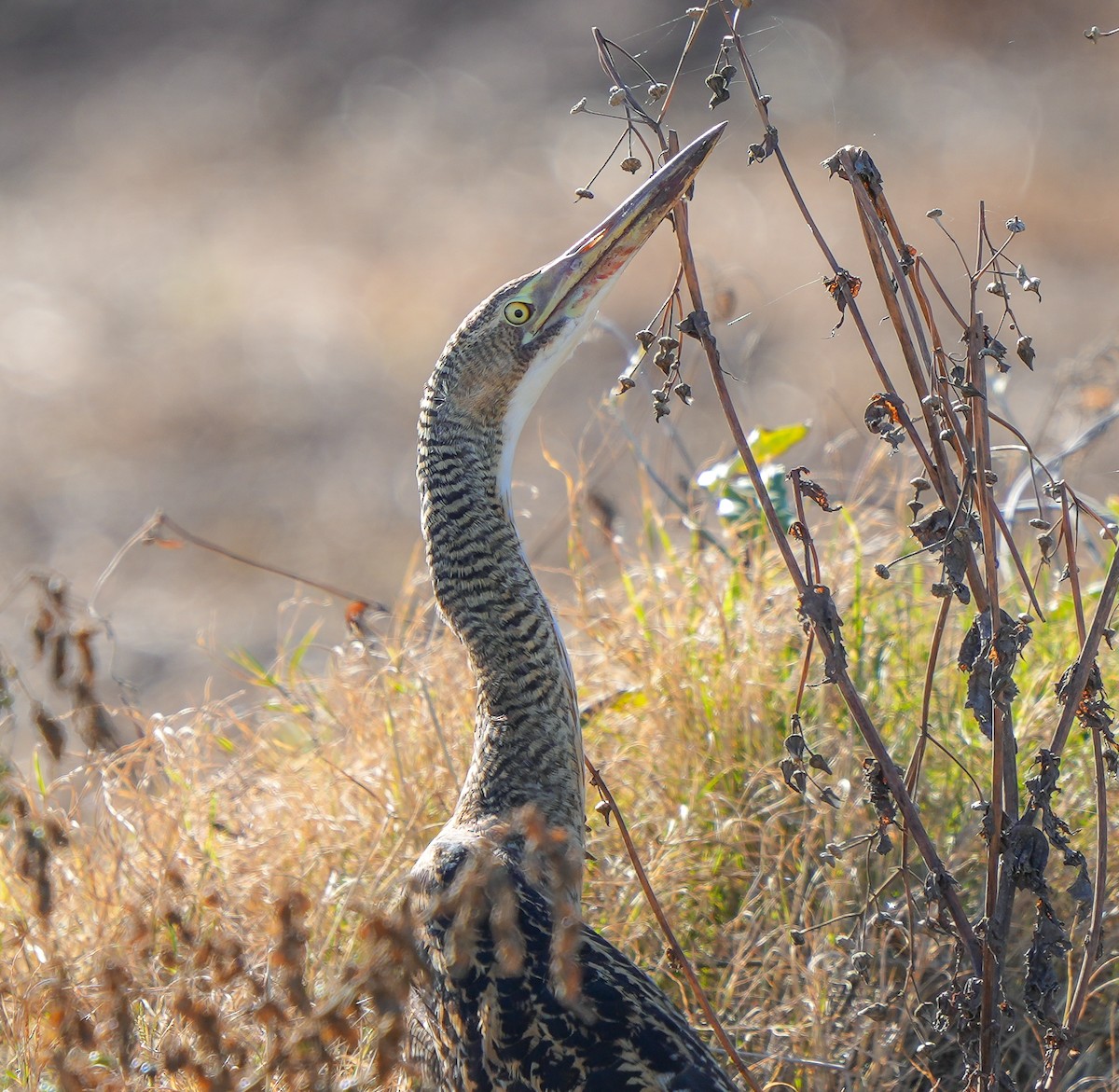 Pinnated Bittern - ML637839046