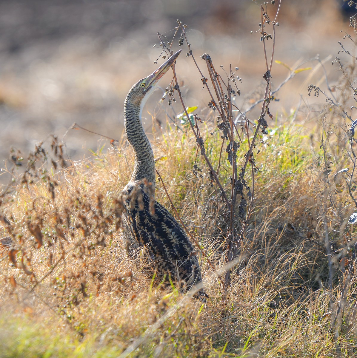 Pinnated Bittern - ML637839047