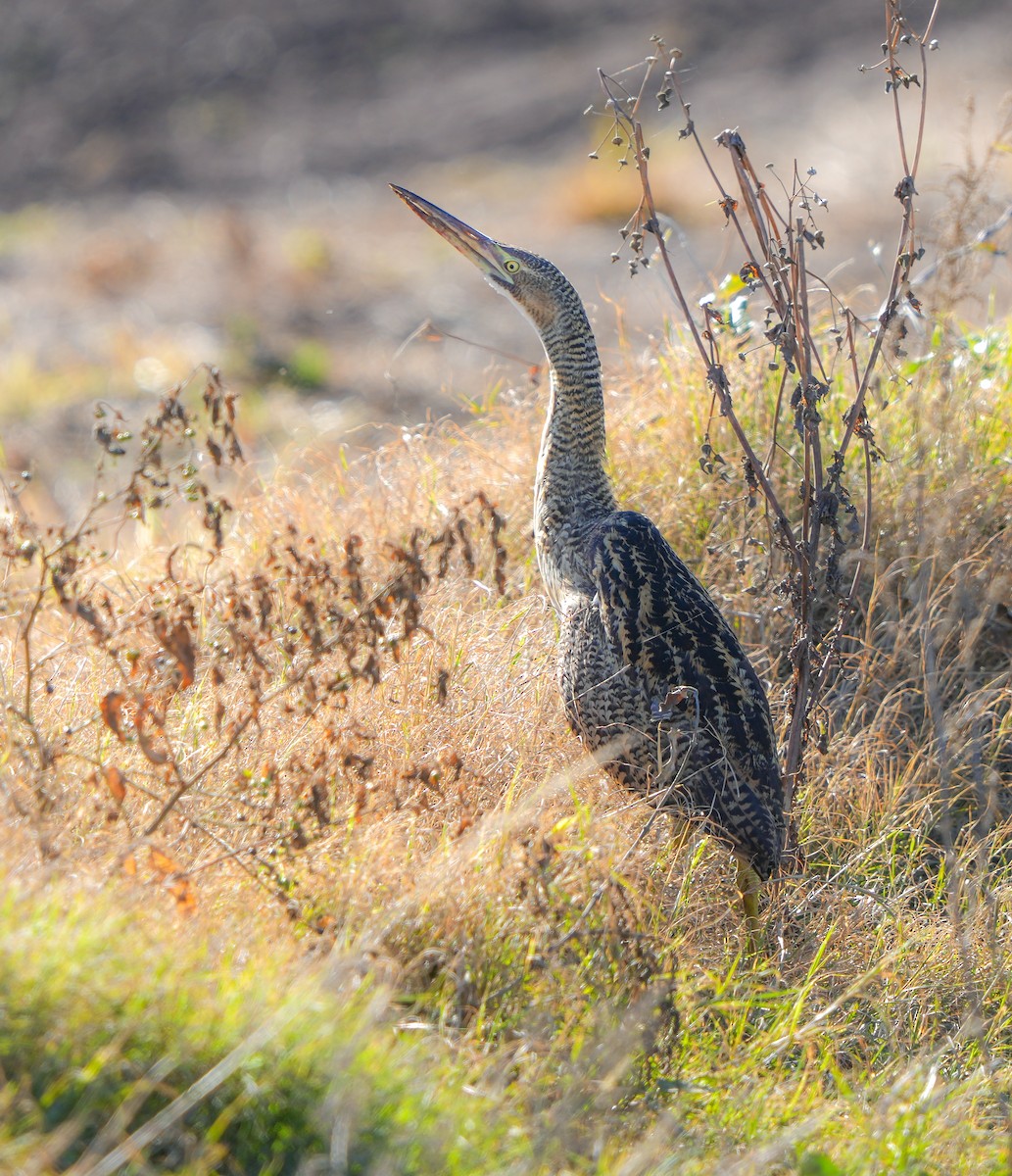 Pinnated Bittern - ML637839048