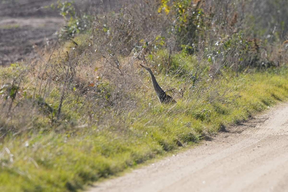Pinnated Bittern - ML637839049