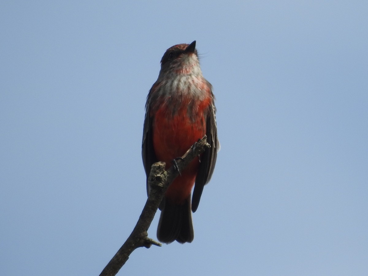 Vermilion Flycatcher - ML637839051