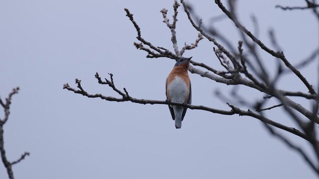 Eastern Bluebird - ML637839070