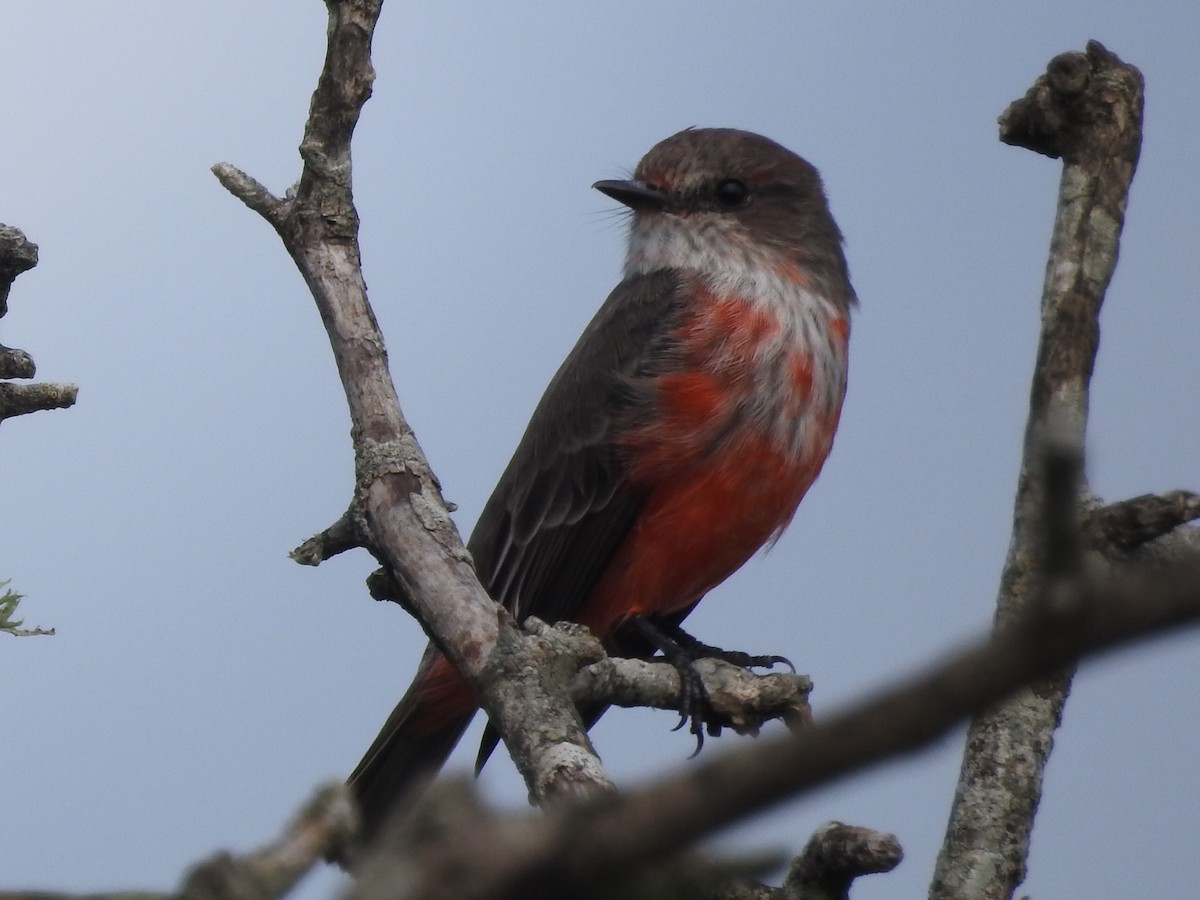 Vermilion Flycatcher - ML637839071