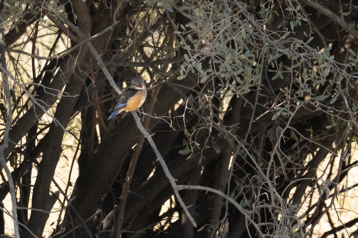 Gray-headed Kingfisher - ML637839080