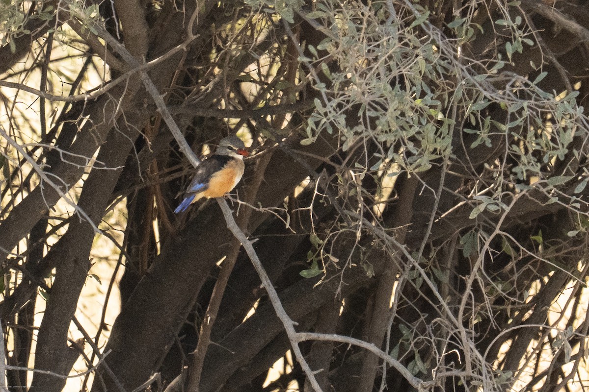 Gray-headed Kingfisher - ML637839081