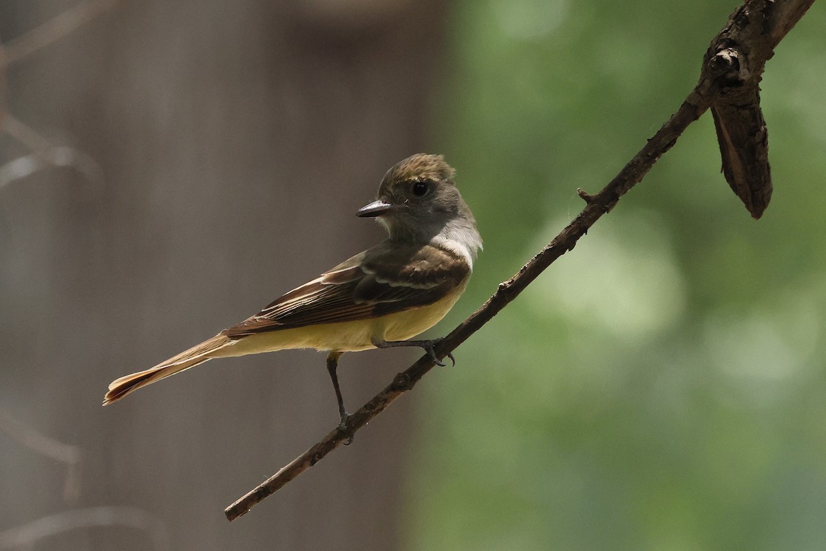 Great Crested Flycatcher - ML637839101