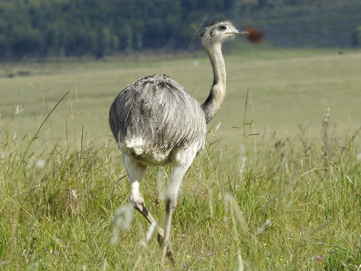 Greater Rhea - ML637839102
