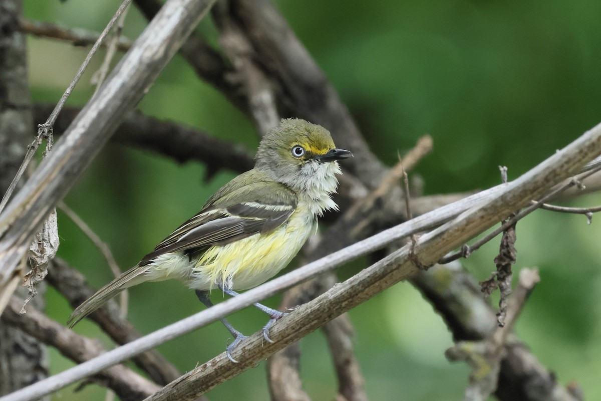 White-eyed Vireo - ML637839114