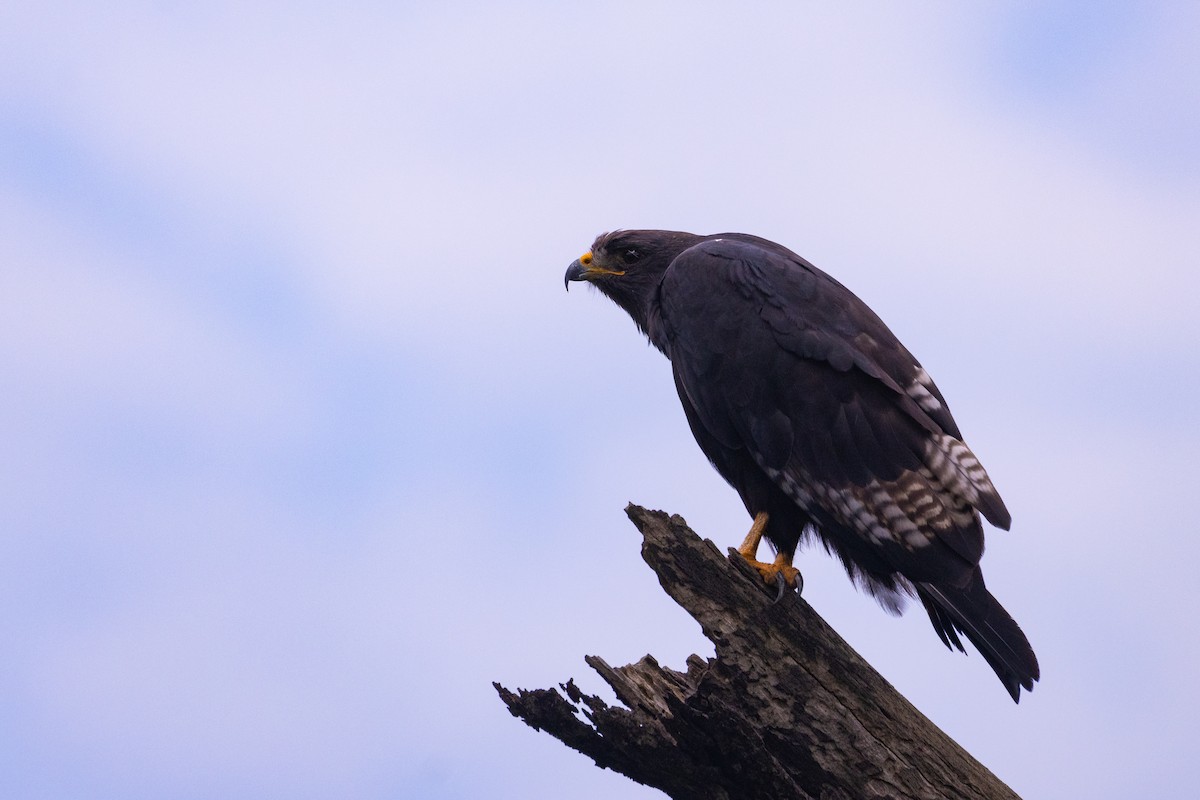 Augur Buzzard - ML637839126