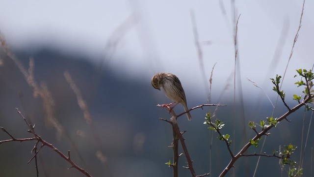 Savannah Sparrow - ML637839150