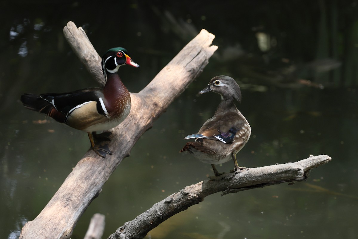 Wood Duck - ML637839162