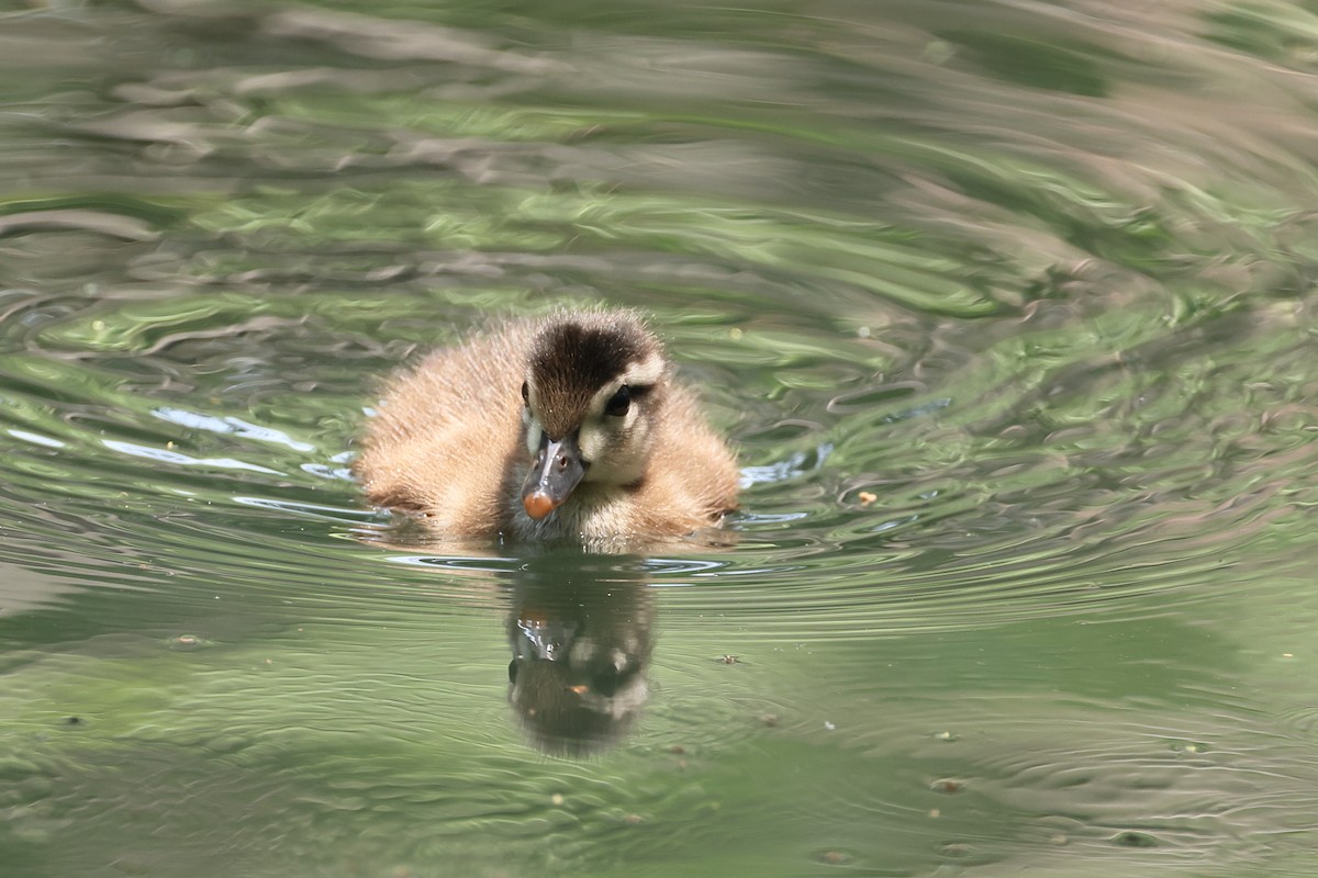 Wood Duck - ML637839185