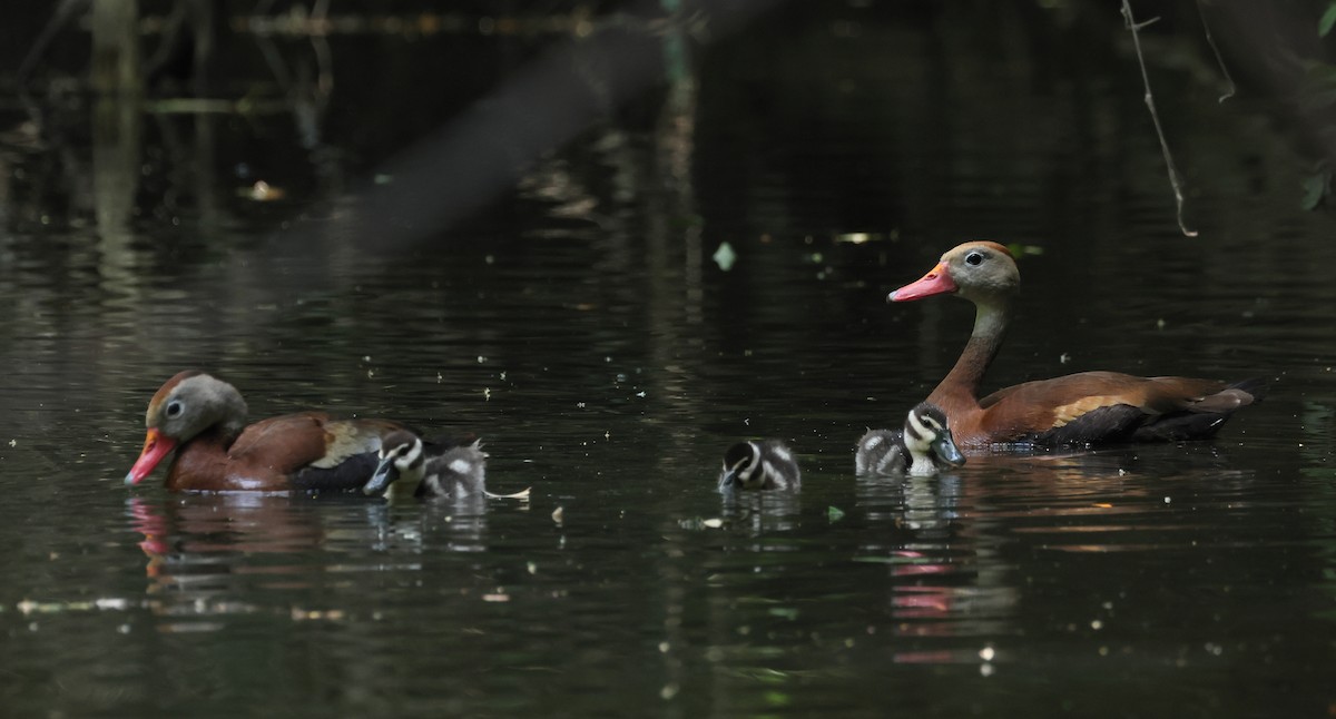 Black-bellied Whistling-Duck - ML637839218