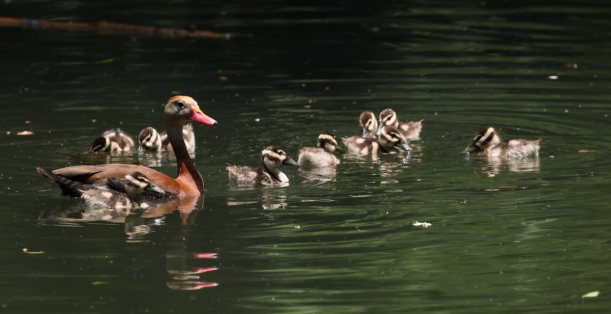 Black-bellied Whistling-Duck - ML637839224