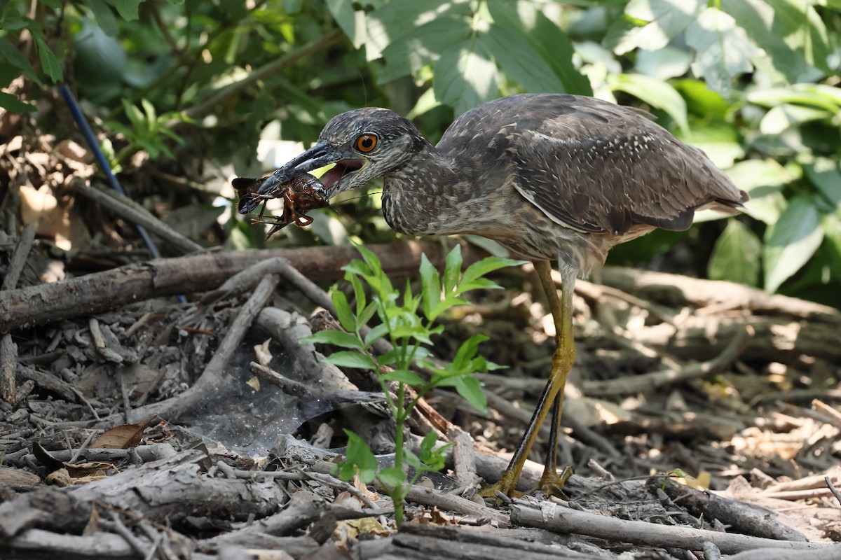 Yellow-crowned Night Heron - ML637839237
