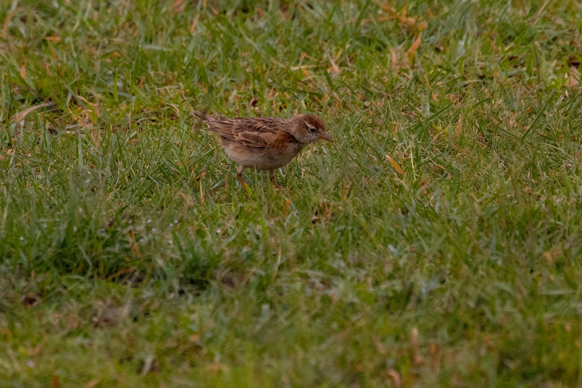Red-capped Lark - ML637839266