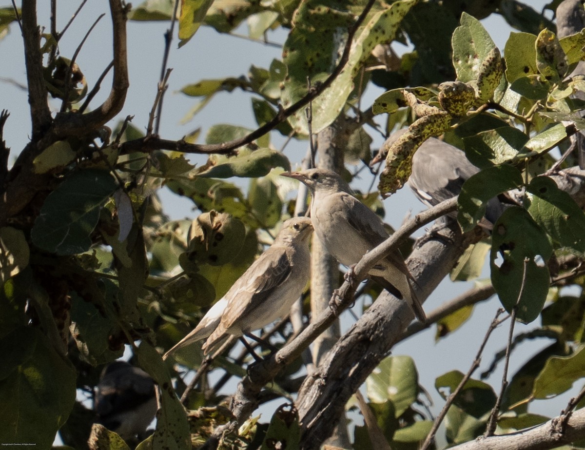 Wattled Starling - ML637839288