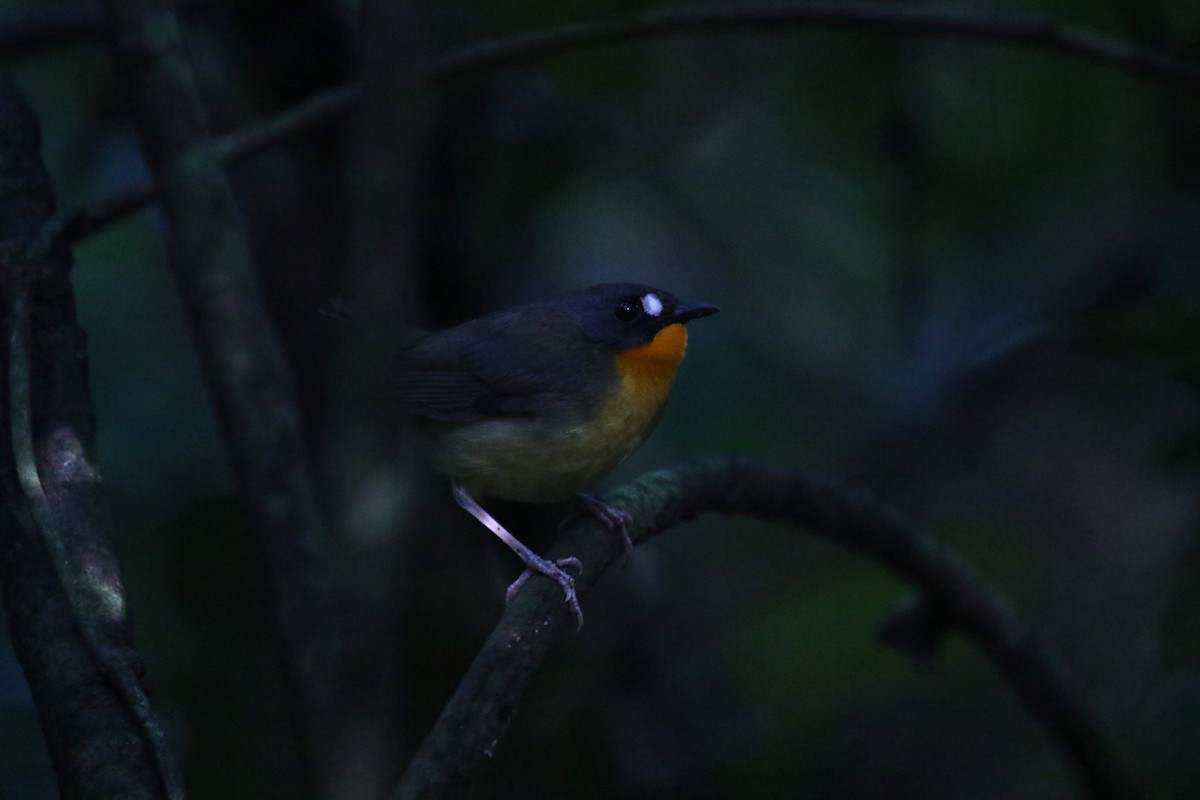 Yellow-breasted Forest Robin - ML637839301